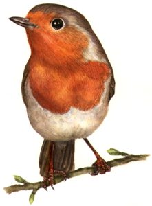 Robin Erithacus rubecula natural history illustration by Lizzie Harper