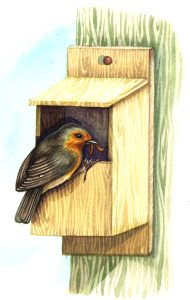 Robin Erithacus rubecula natural history illustration by Lizzie Harper