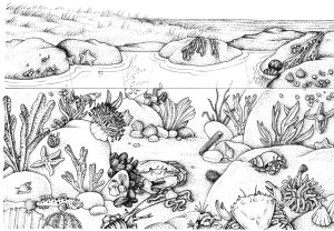 Rockpool natural history diagram by Lizzie Harper