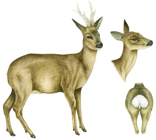 Roe deer Capreolus capreolus natural history illustration by Lizzie Harper