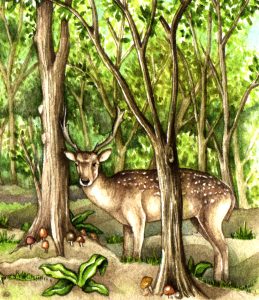 Roe deer Capreolus capreolus natural history illustration by Lizzie Harper