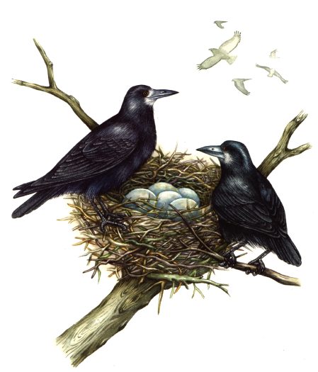 Rooks Corvus frugilegus natural history illustration by Lizzie Harper