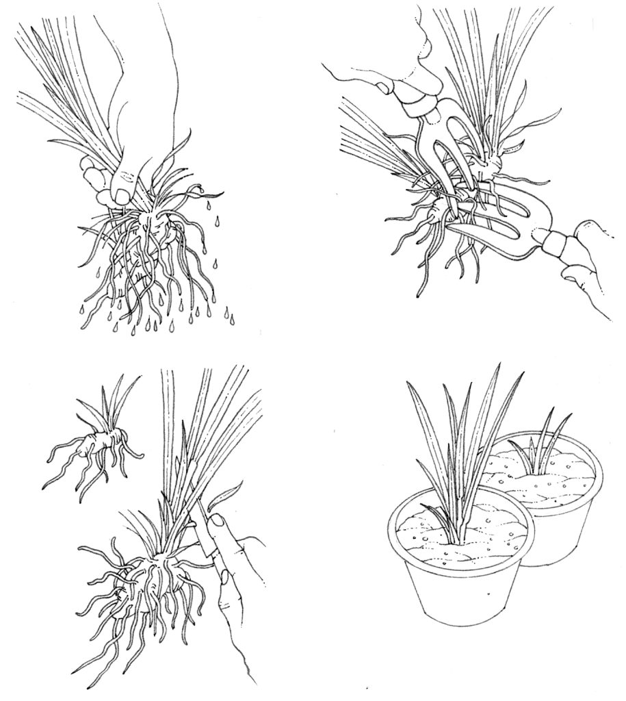 Root division of Iris - Lizzie Harper