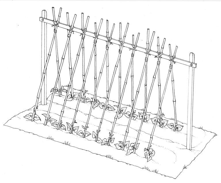 Runner bean trellis - Lizzie Harper