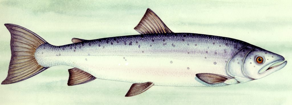 Salmon natural history illustration by Lizzie Harper