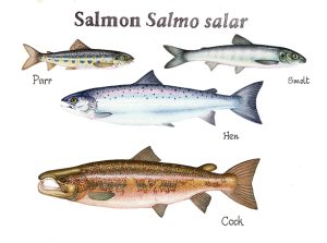 Salmon life cycle stages natural history illustration by Lizzie Harper