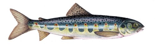 Salmon parr natural history illustration by Lizzie Harper