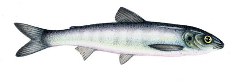Salmon smolt  natural history illustration by Lizzie Harper