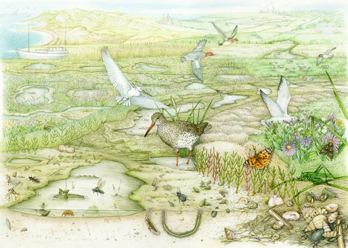 Saltmarsh landscape natural history illustration by Lizzie Harper