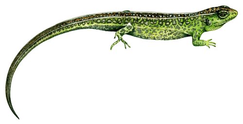Sand lizard natural history illustration by Lizzie Harper