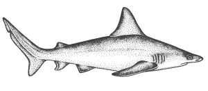 Sandbar shark natural history illustration by Lizzie Harper