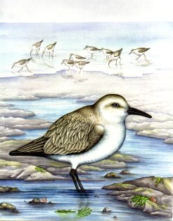 Sanderling Calidris alba