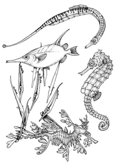 Seahorse family natural history illustration by Lizzie Harper