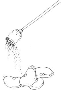 Comparison of seed sizes