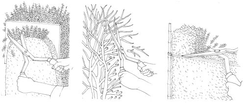 Vetiver Plant Sketch. Silt loaded runoff water is slowed down by the... |  Download Scientific Diagram