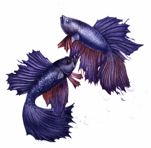 Siamese fighting fish natural history illustration by Lizzie Harper