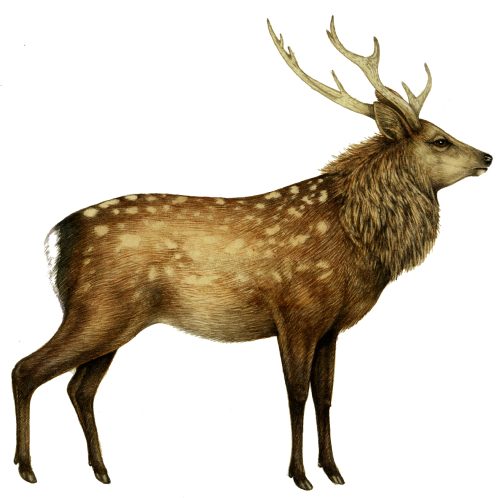 Sika deer Cervus nippon natural history illustration by Lizzie Harper