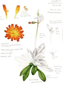 Fox and Cubs Pilosella aurantiaca botanical illustration sketchbook style natural history illustration by Lizzie Harper