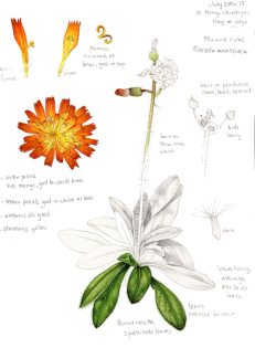 Fox and Cubs Fox and Cubs Pilosella aurantiaca sketchbook study