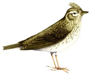 Skylark Alauda arvensis natural history illustration by Lizzie Harper