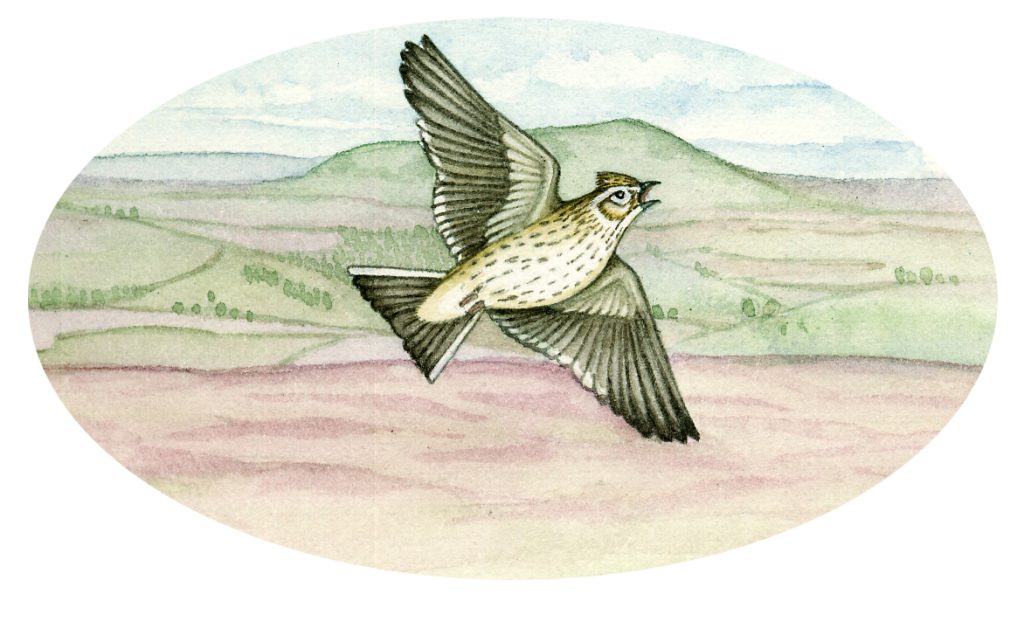 Skylark Alauda arvensis natural history illustration by Lizzie Harper
