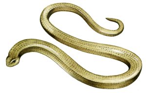 Slow worm natural history illustration by Lizzie Harper