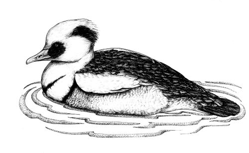 Smew Mergellus albellus natural history illustration by Lizzie Harper