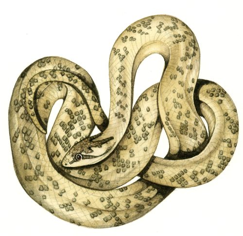 Smooth snake natural history illustration by Lizzie Harper