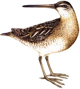 Snipe Gallinago gallinago 2