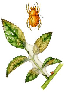 Red spider mite Tetranychus urticae