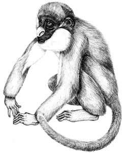 Spot nosed monkey Cercopithecus nictitans natural history illustration by Lizzie Harper