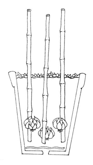 Stakes for lily bulbs natural history illustration by Lizzie Harper