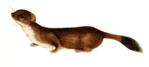 Stoat Mustela erminea natural history illustration by Lizzie Harper