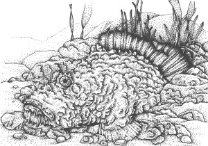 Stone fish Synanceia verrucosa