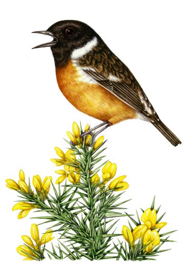 Stonechat Saxicola rubicola natural history illustration by Lizzie Harper