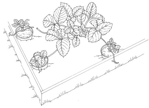 Propagating strawberry plants natural history illustration by Lizzie Harper