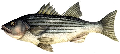 Striped bass natural history illustration by Lizzie Harper