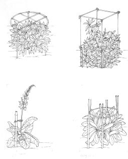 Ways of supporting perennial plants