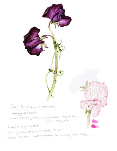 Sweet pea Lathyrus odoratus botanical illustration sketchbook style natural history illustration by Lizzie Harper