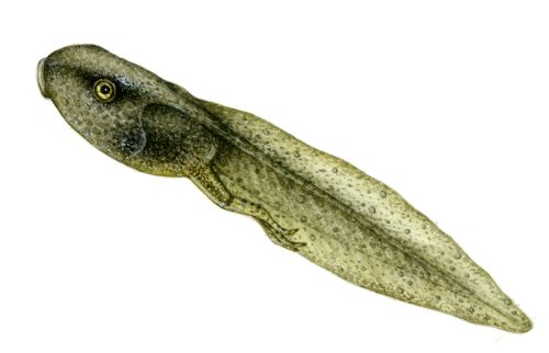 Common frog Tadpole natural history illustration by Lizzie Harper