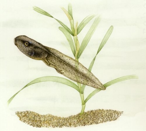 Common frog tadpole natural history illustration by Lizzie Harper