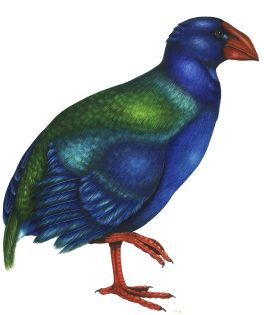 Takahe Porphyrio hochstetteri
