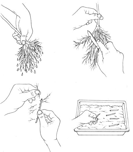 Taking root cuttings natural history illustration by Lizzie Harper