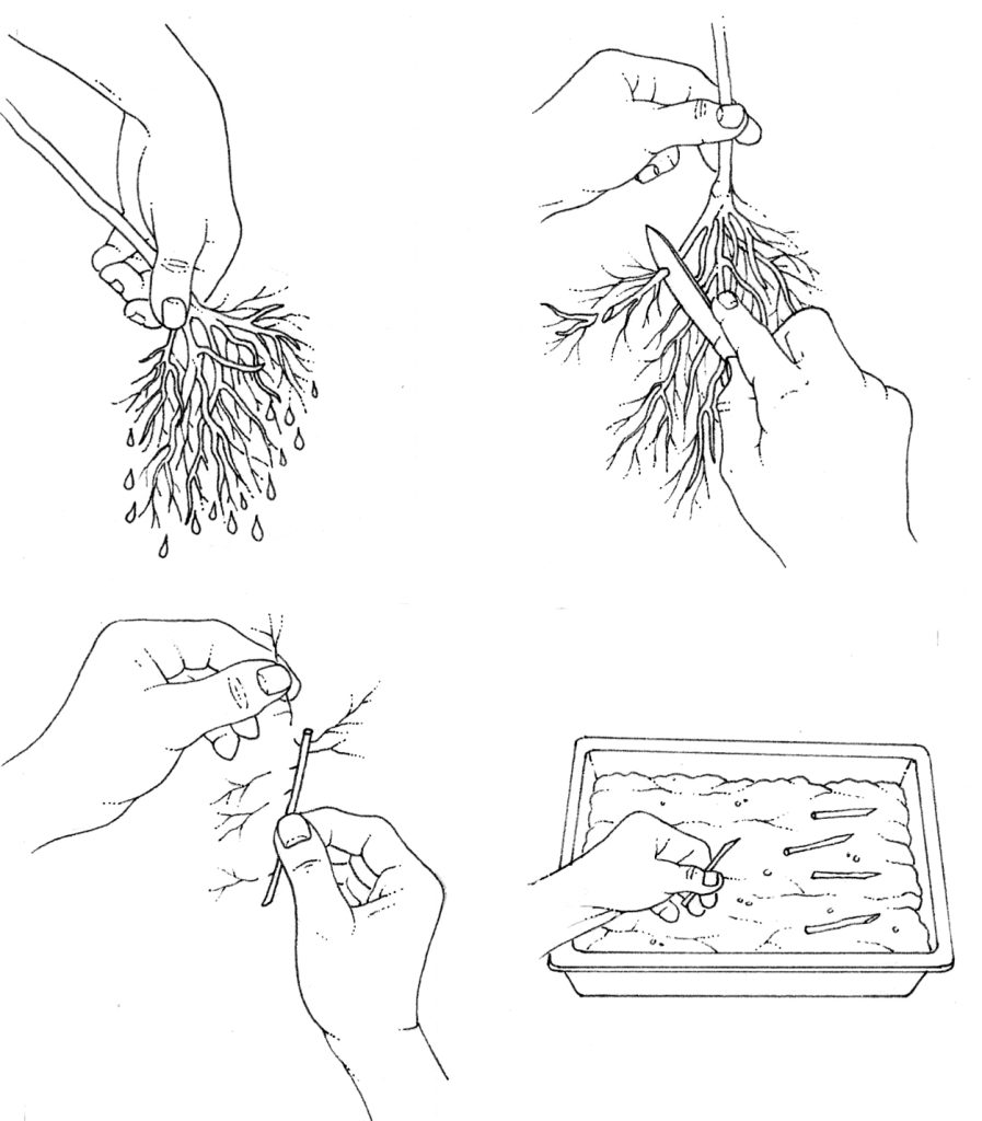 Taking root cuttings - Lizzie Harper