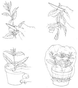 Taking softwood cuttings natural history illustration by Lizzie Harper