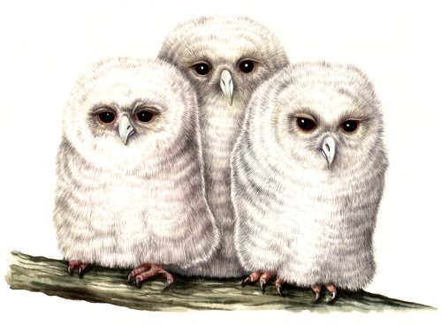 Tawny Owlets Strix aluco natural history illustration by Lizzie Harper