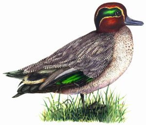 Teal Anas crecca natural history illustration by Lizzie Harper