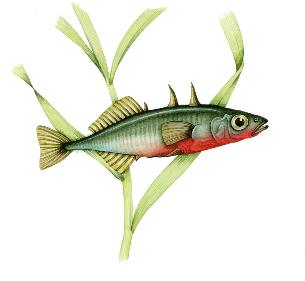 Three spined stickleback natural history illustration by Lizzie Harper