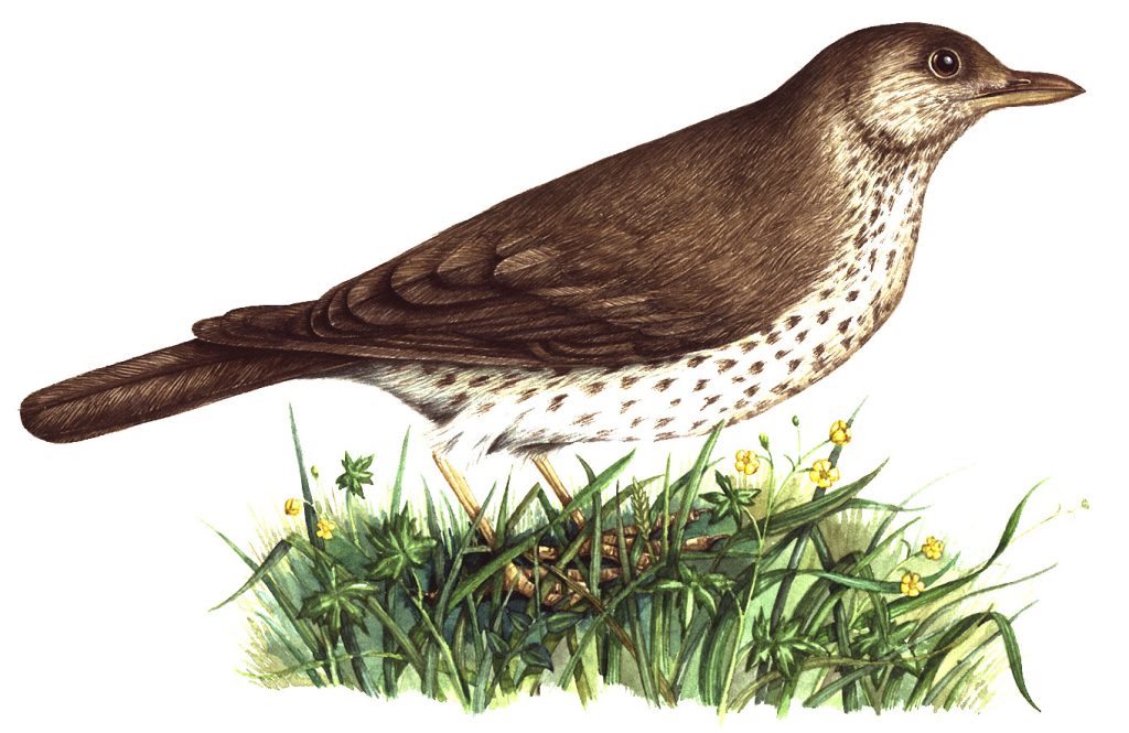 Thrush Turdus philomelosnatural history illustration by Lizzie Harper