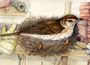 Thrush Turdus philomelos natural history illustration by Lizzie Harper